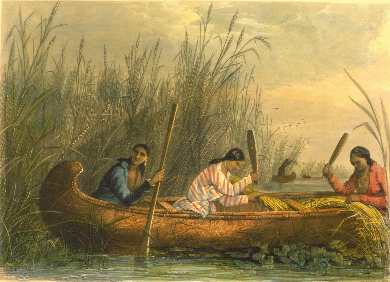 Innsamling av villris, 1853 av Captain Seth Eastman