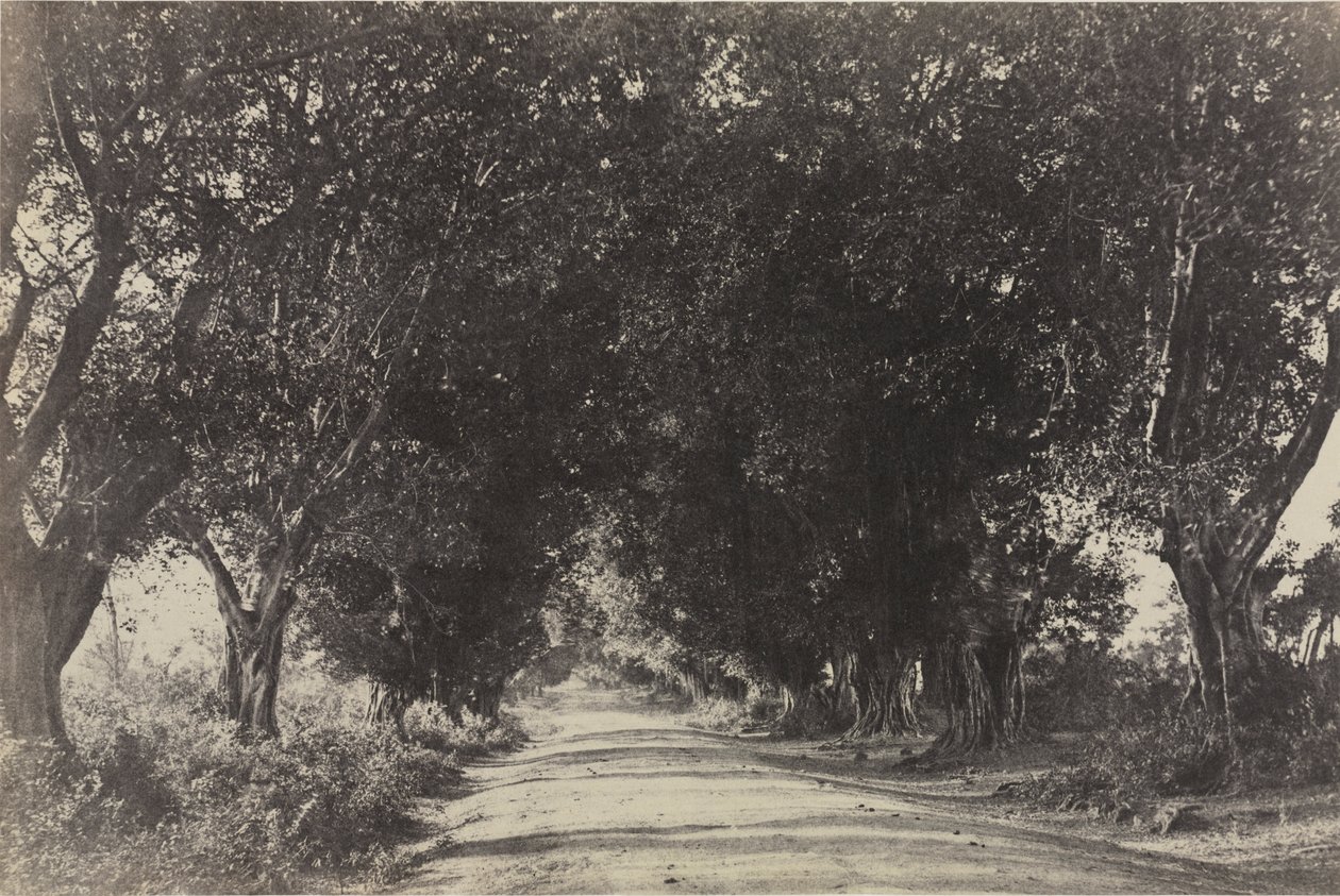 Avenue of the Banian Trees, Seringham, India   1309633   no       norwegian Successfully Translated  Original: La chasse du tsar au 16eme siecle (The tsars hunting in the 16th century). Oeuvre de Adolf Charlemagne (1826-1901). Huile sur carton Translat: La av Captain Linnaeus Tripe