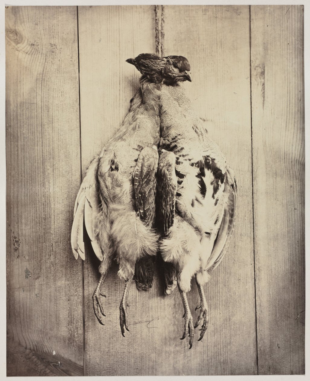 Rapphøns recto, L.D. Campbells grav verso, ca. 1861. av Captain N. Baily