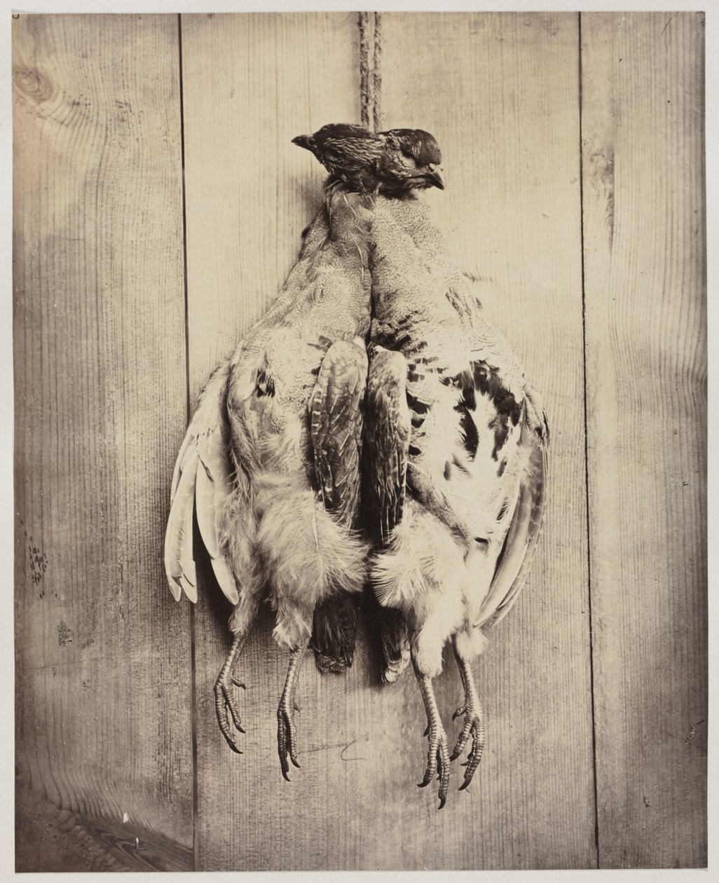 Rapphøns recto, ca. 1861. av Captain N. Baily