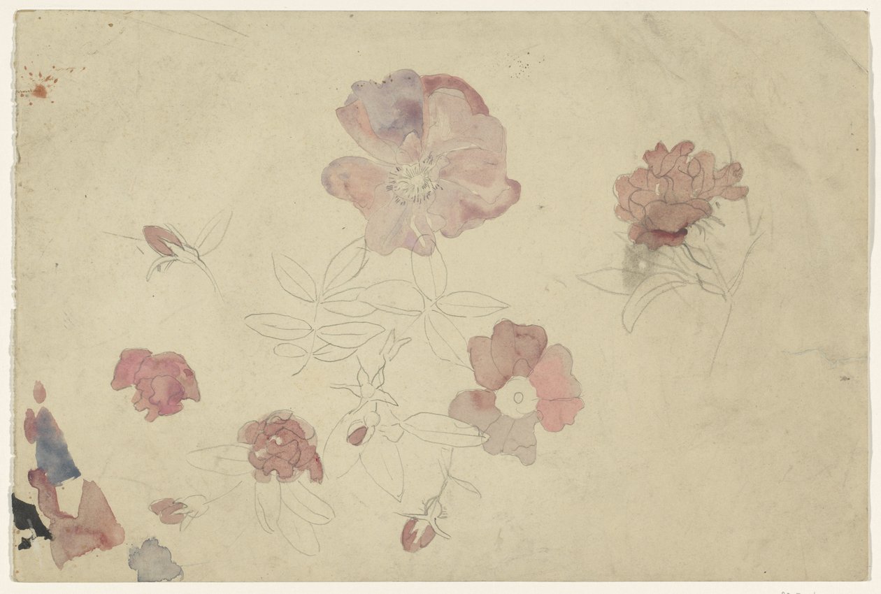 Blomsterstudier i lilla og rosa av Carel Adolph Lion Cachet