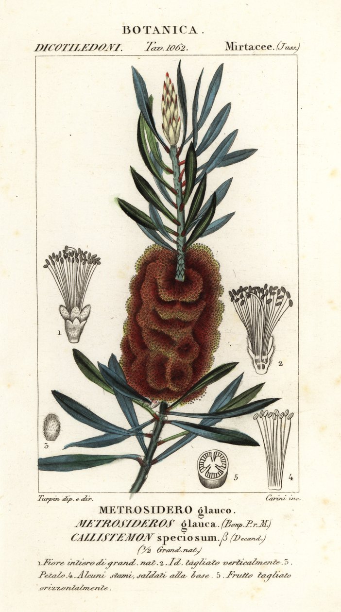 Albany flaskebørste, Callistemon vakker av Carini Carini