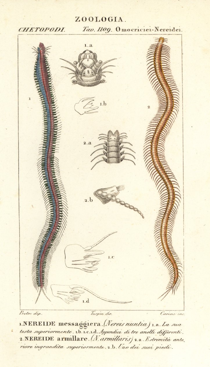 Bartannede nereid, Perinereis nuntia 1 og nereid, Syllis armillaris 2 av Carini Carini