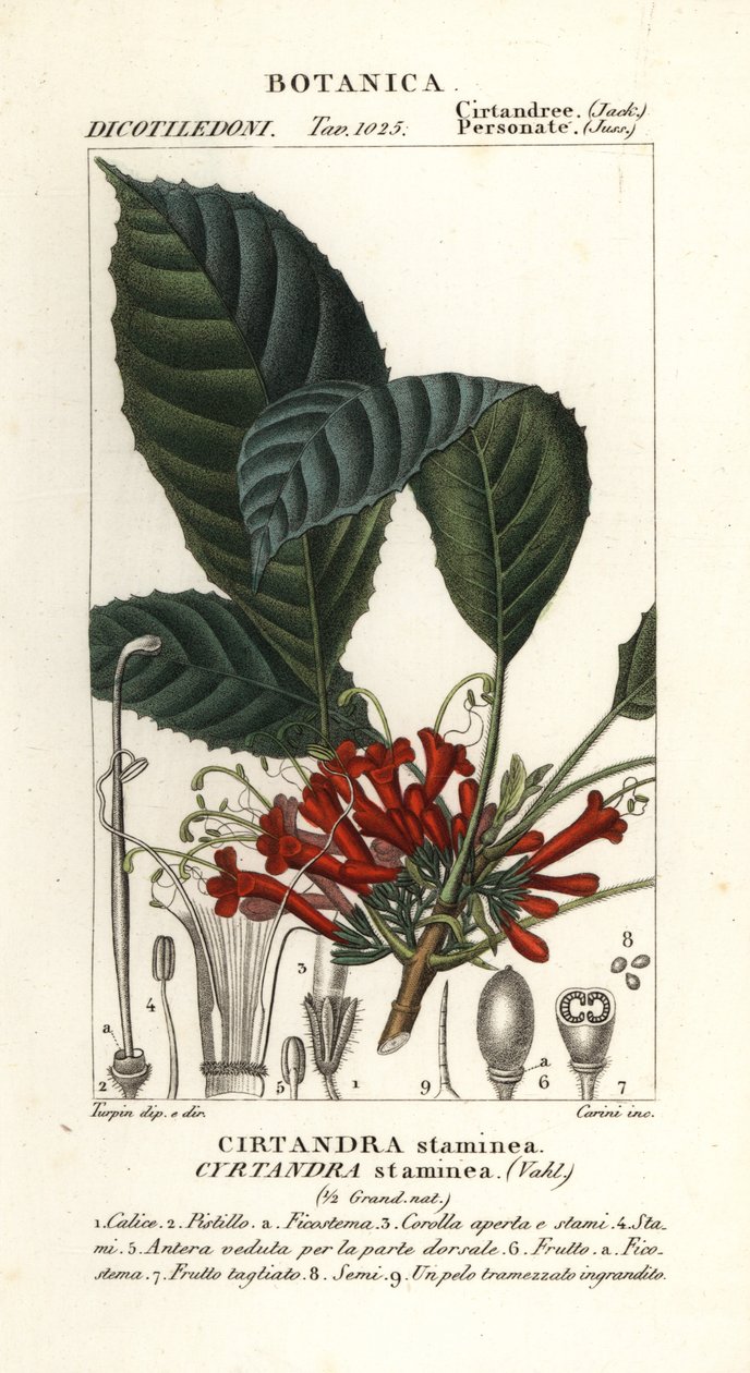 Cyrtandre plante, Cyrtandra staminea, Cirtandra staminea av Carini Carini
