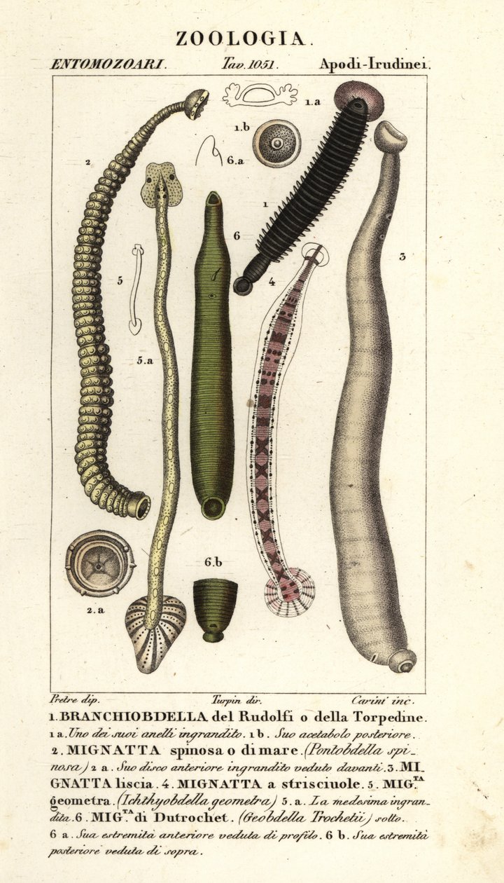Fiskeigler og ferskvannsigler: Branchiobdellida 1, Pontobdella spinosa 2, Whitmania laevis 3, Hirudo vittata 4, Piscicola geometra 5, Ichthyobdella geometra 5, Geobdella trochetii 6 av Carini Carini