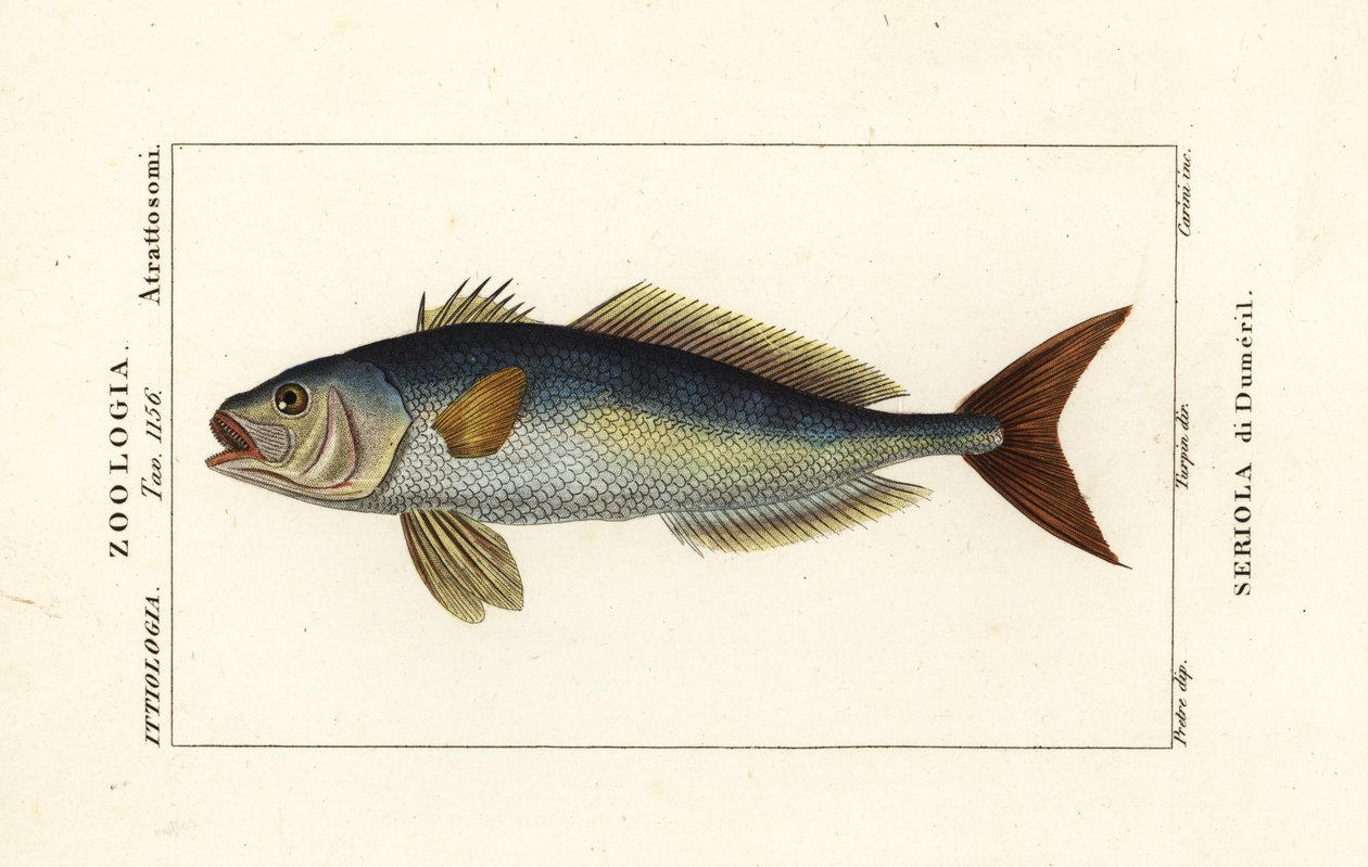 Amberjack, Seriola dumerili, Seriola di Dumeril av Carini Carini