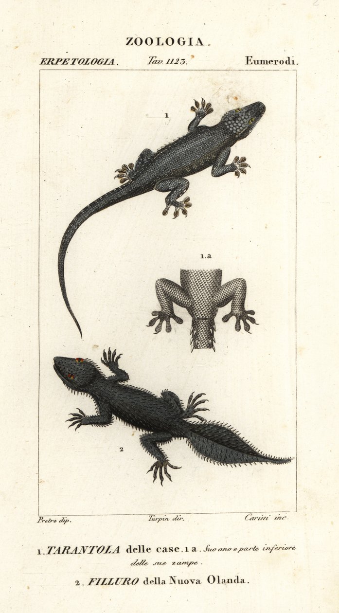 Husgekko, Hemidactylus frenatus 1, og bredhalegekko, Phyllurus platurus 2 av Carini Carini