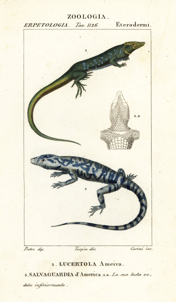 Jungelløper, Ameiva ameiva,, Lucertola ameiva 1 og golden tegu, Tupinambis teguixin, Safeguard of America av Carini Carini
