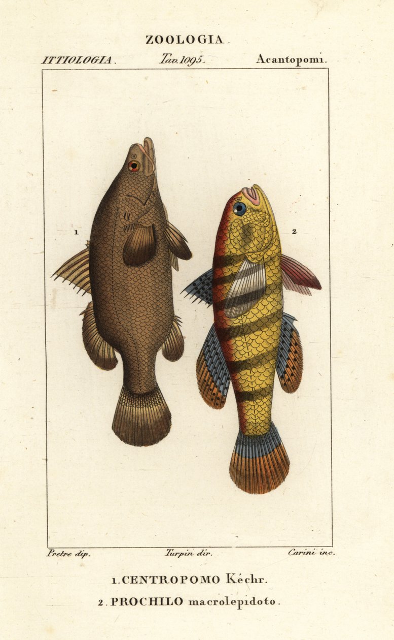 Nilabbor, Lates niloticus og sovende fisk eller gudgeon, Ophiocara macrolepidota av Carini Carini