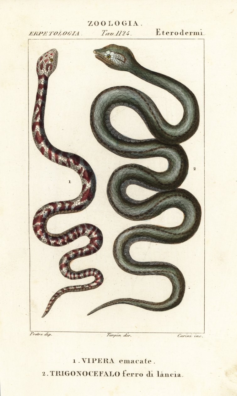 Ringhalset spyttekobra, Hemachatus haemachatus 1, og Martinique lansehode, Bothrops lanceolatus 2 av Carini Carini