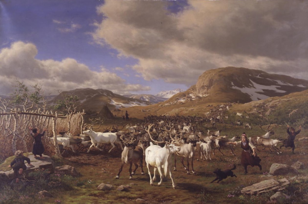 En reinflokk blir kjørt til melkeplassene. Motivet fra høyfjellet nord for Røros av Carl Bøgh