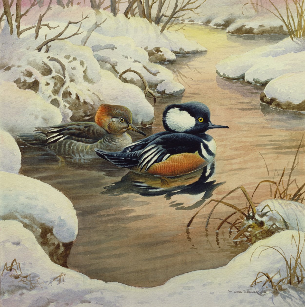 Mergansers med hette på et basseng av Carl Donner