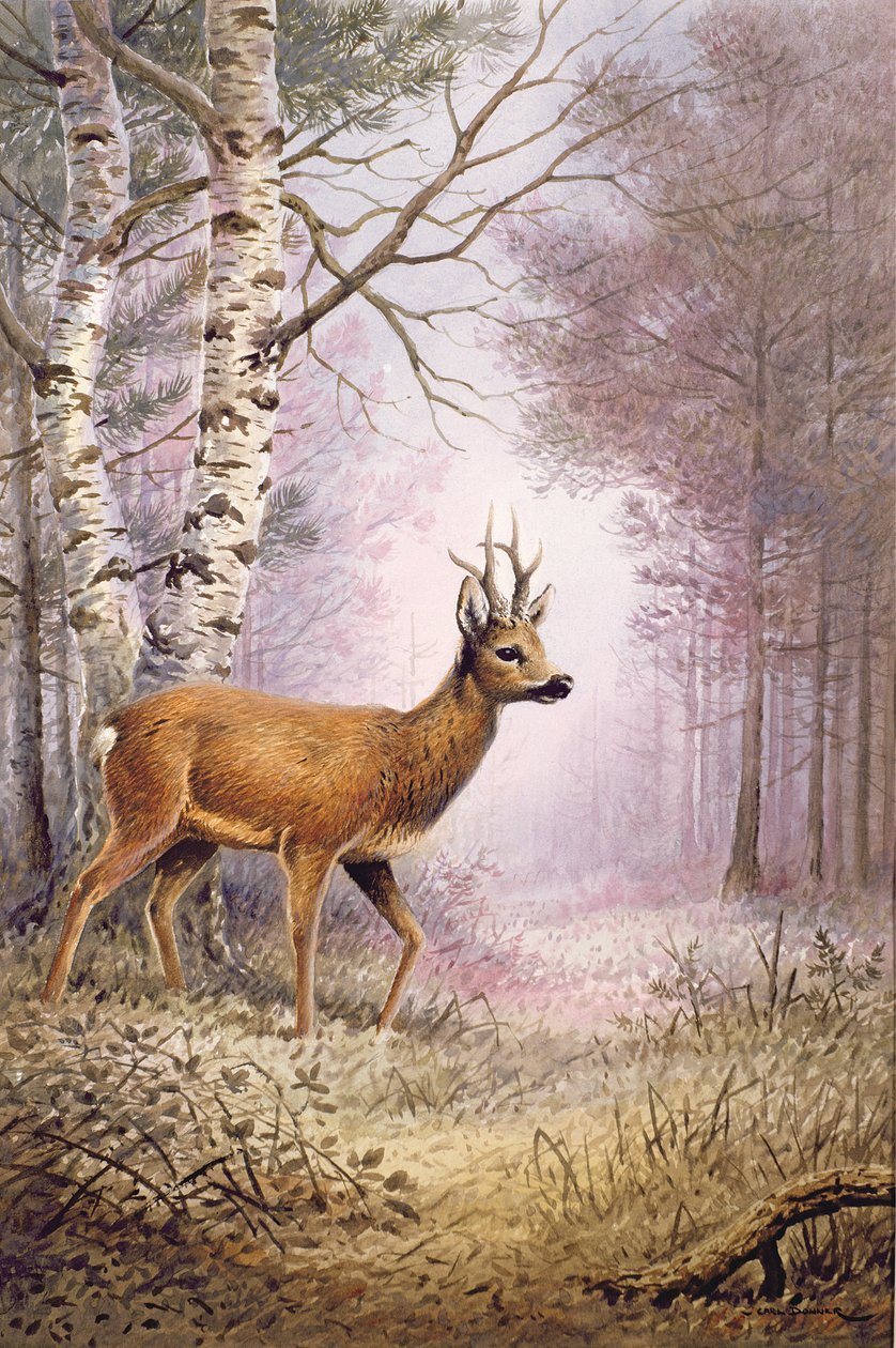 Rådyr av Carl Donner