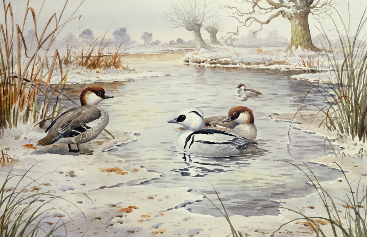 Smew (wc) av Carl Donner