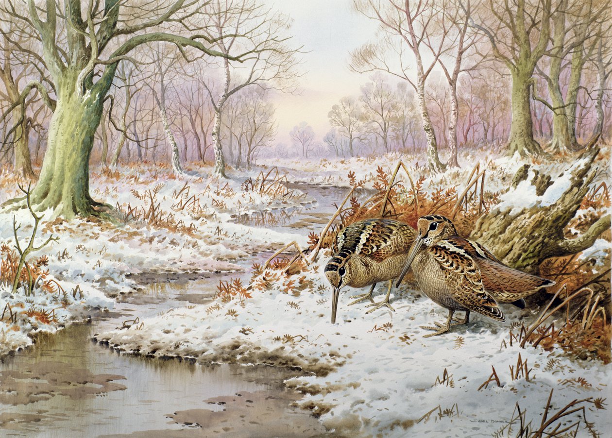 Woodcock av Carl Donner