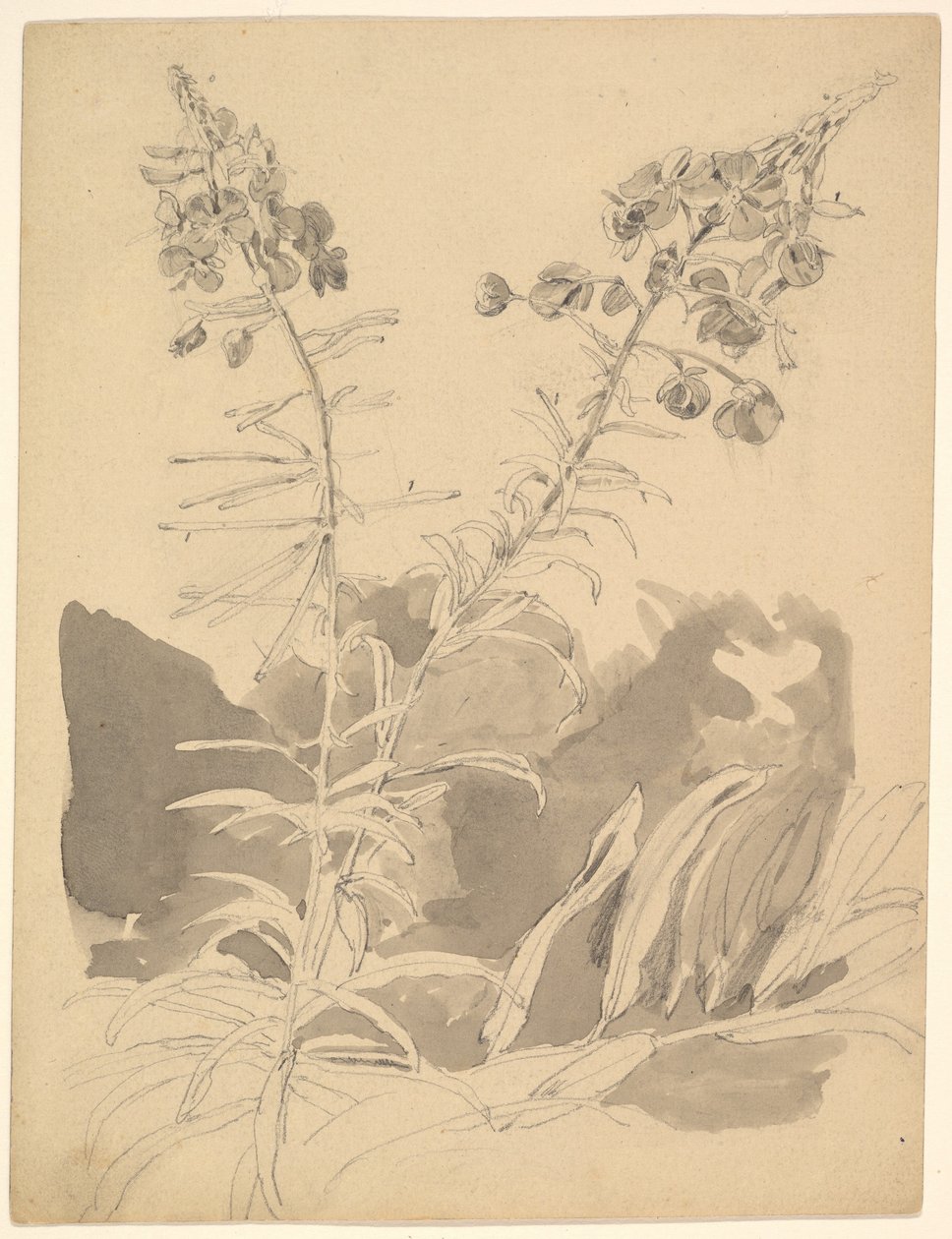  av Carl Gustav Carus