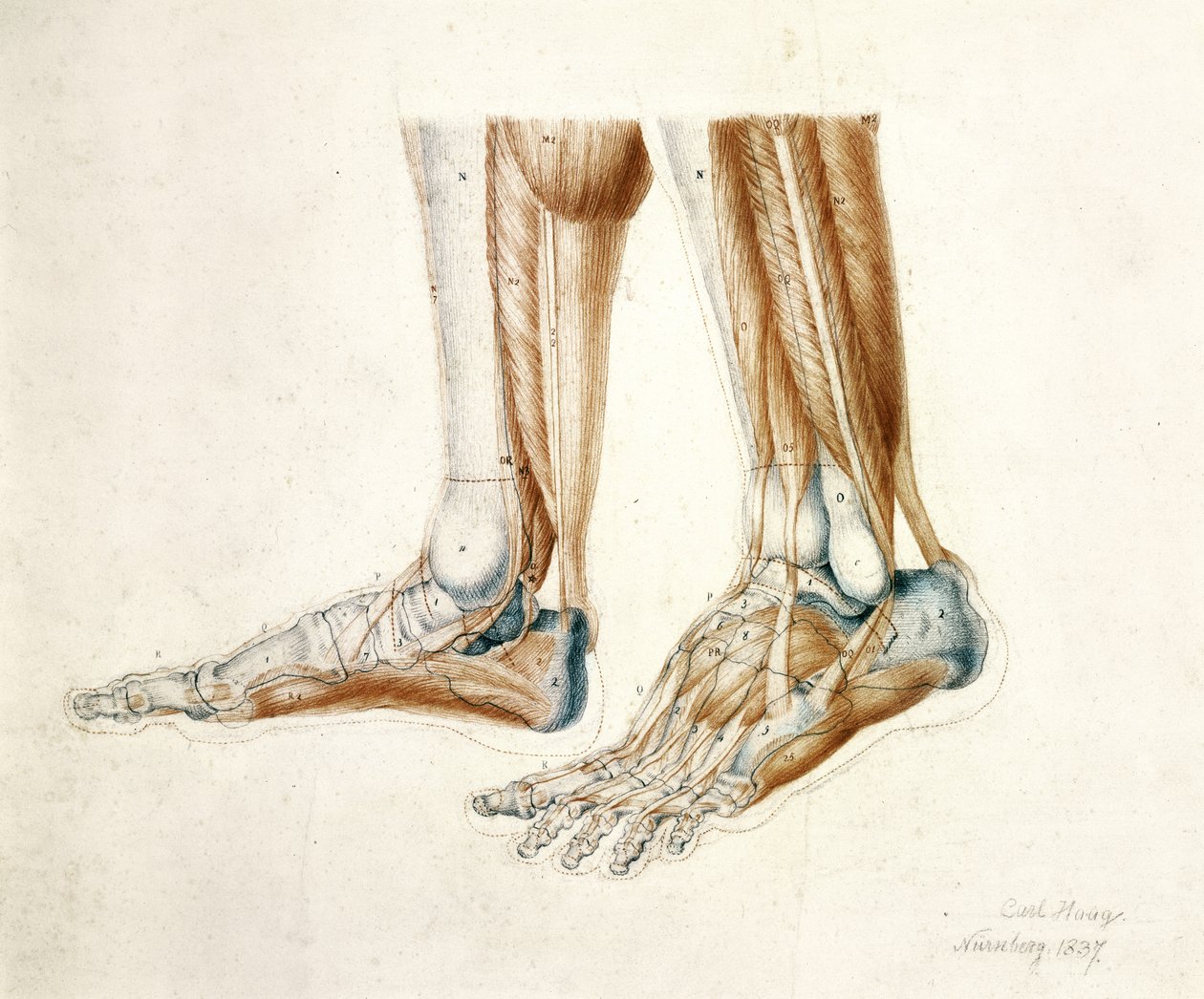 Anatomisk tegning av en manns føtter, 1837 (svart og rødt kritt på papir) av Carl Haag