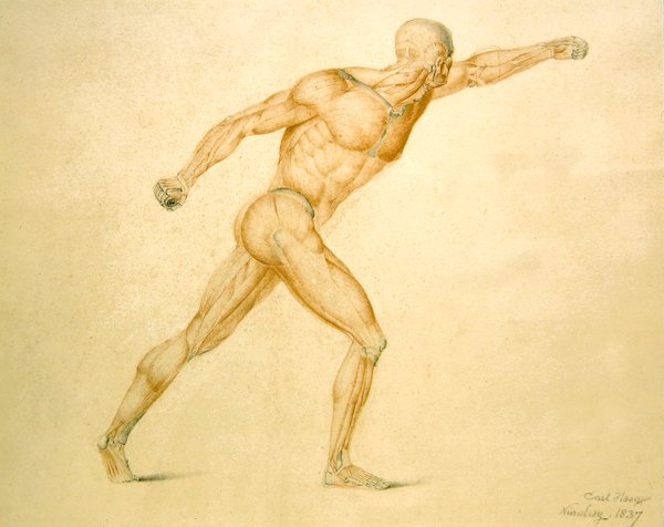 Anatomisk muskulatur til en mann i full strekk av Carl Haag
