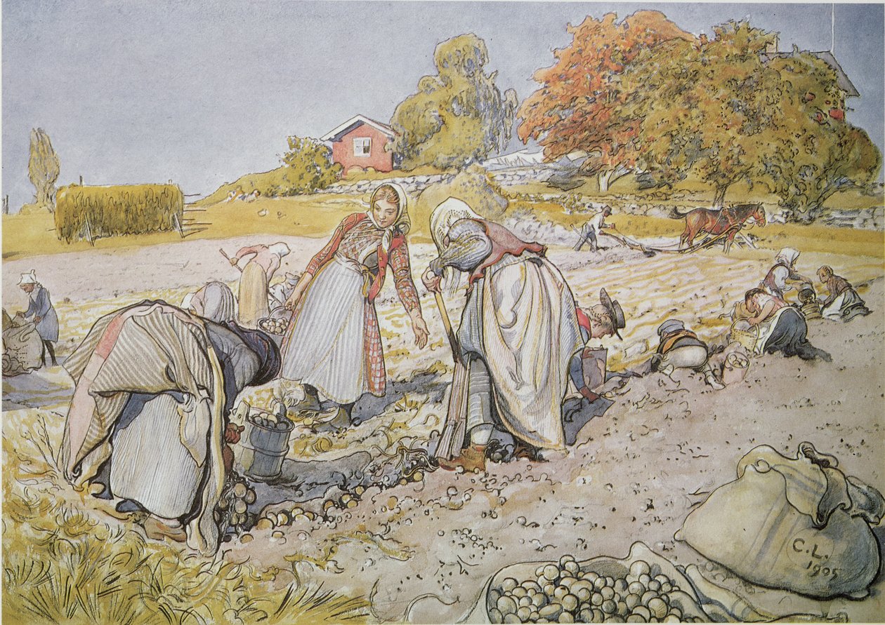 Digging Potatoes av Carl Larsson