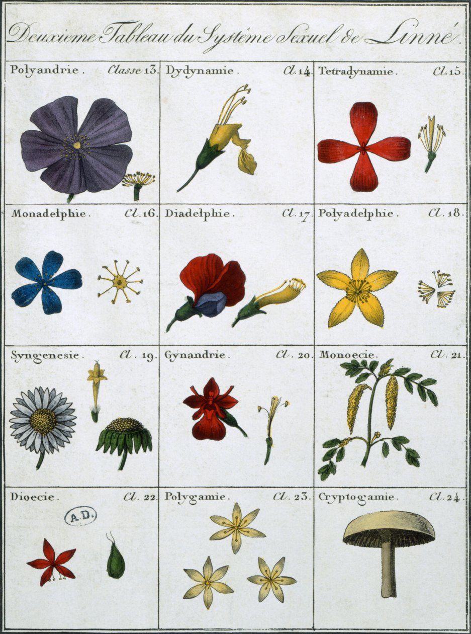 Andre tabell over Linnean-plantens seksuelle system av Carl Linnaeus