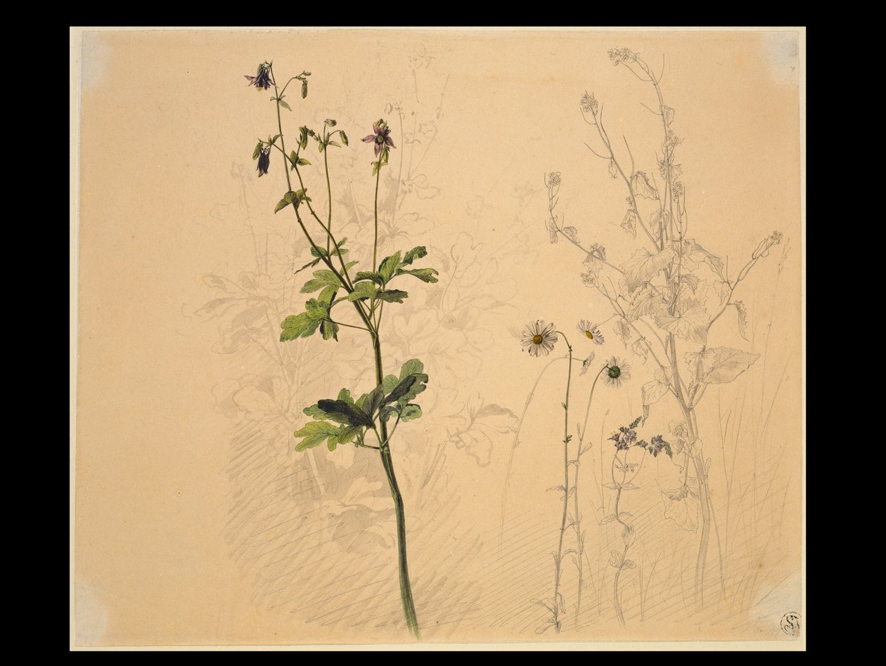 Akeleie, prestekrage, løkurt og lobelia av Carl Philipp Fohr