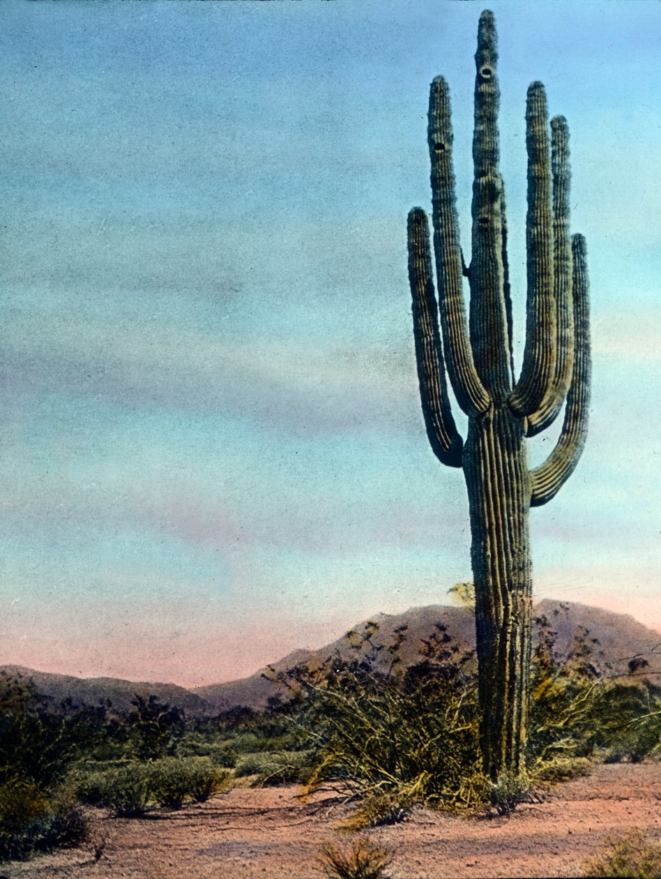 Amerikas forente stater, Arizona, kjempekaktus i Sonoraørkenen, bildedato: cirka 1920. Carl Simon-arkivet av Carl Simon