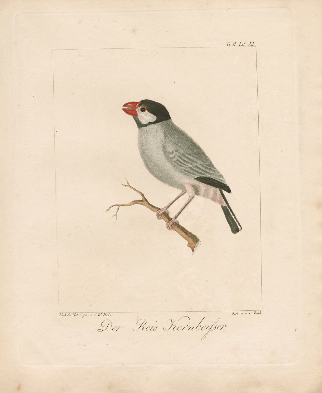 Java-risfinken (håndkolorert lito) av Carl Wilhelm Hahn