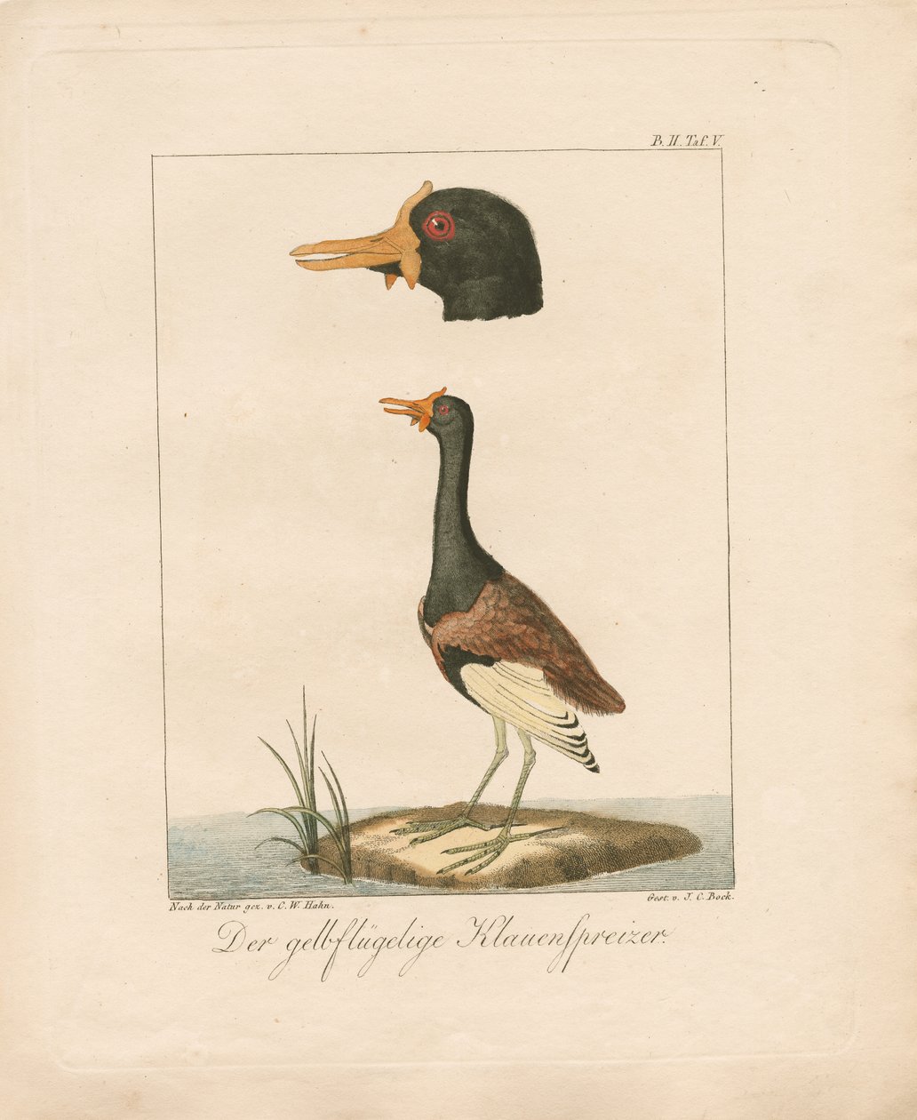  av Carl Wilhelm Hahn