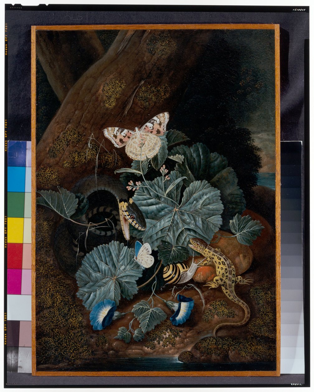Skoggulvstilleben med snegler, slanger, øgler og sommerfugler av Carl Wilhelm de Hamilton