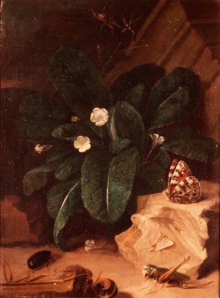 Stilleben med primula og insekter av Carl Wilhelm de Hamilton