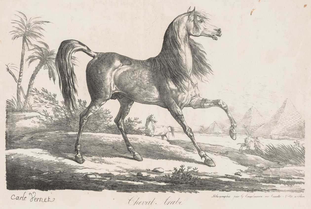 Suite av hester: Arabisk hest av Carle Vernet
