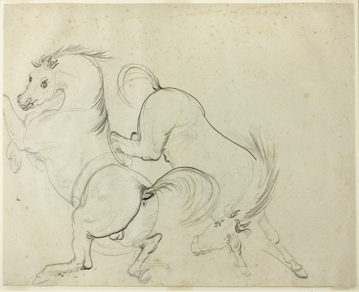 Two Horses Cavorting (recto); Mann på en sparkende hest (verso) av Carle Vernet