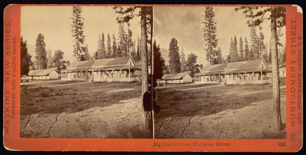 Big Tree Station, Mariposa Grove. av Carleton E. Watkins