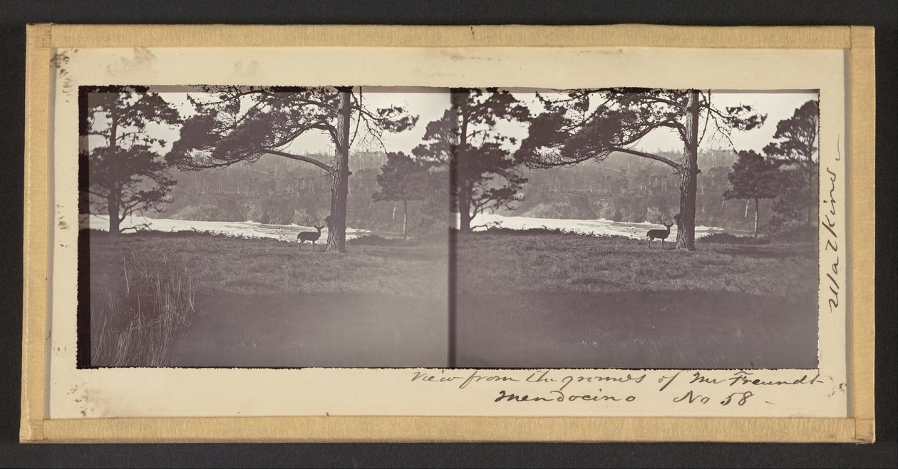Utsikt fra Grounds of Mr. Freundt, Mendocino av Carleton E. Watkins