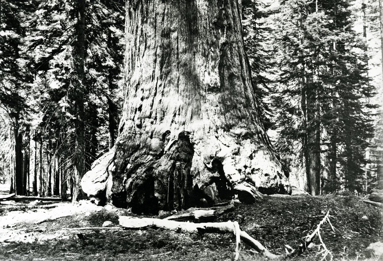 Base av Grizzly Giant, ca. 1860-tallet av Carleton E. Watkins