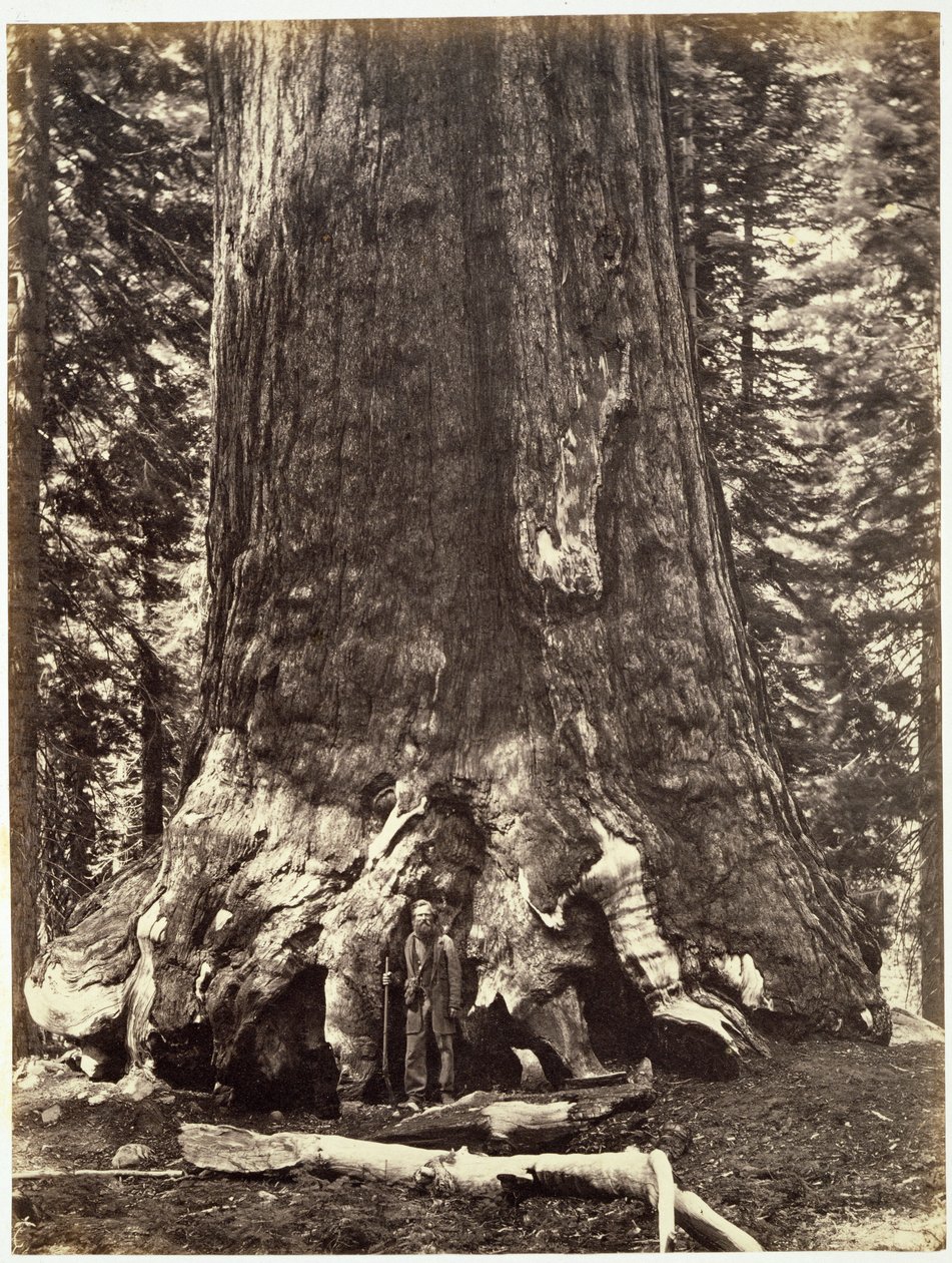 Base of the Grizzly Giant, fra The Yosemite Book: A Description of the Yosemite Valley and the Adjacent Region of the Sierra Nevada, and of the Big Trees of California, av Josiah Dwight Whitney (1819) av Carleton E. Watkins