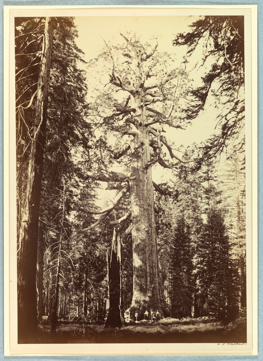 The Grizzly Giant, Mariposa Grove, Yosemite av Carleton E. Watkins