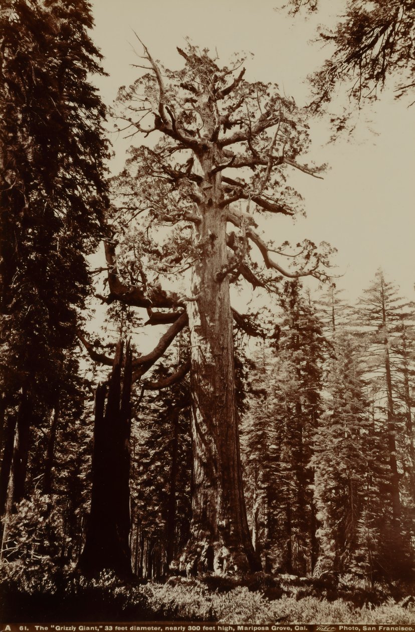  av Carleton E. Watkins