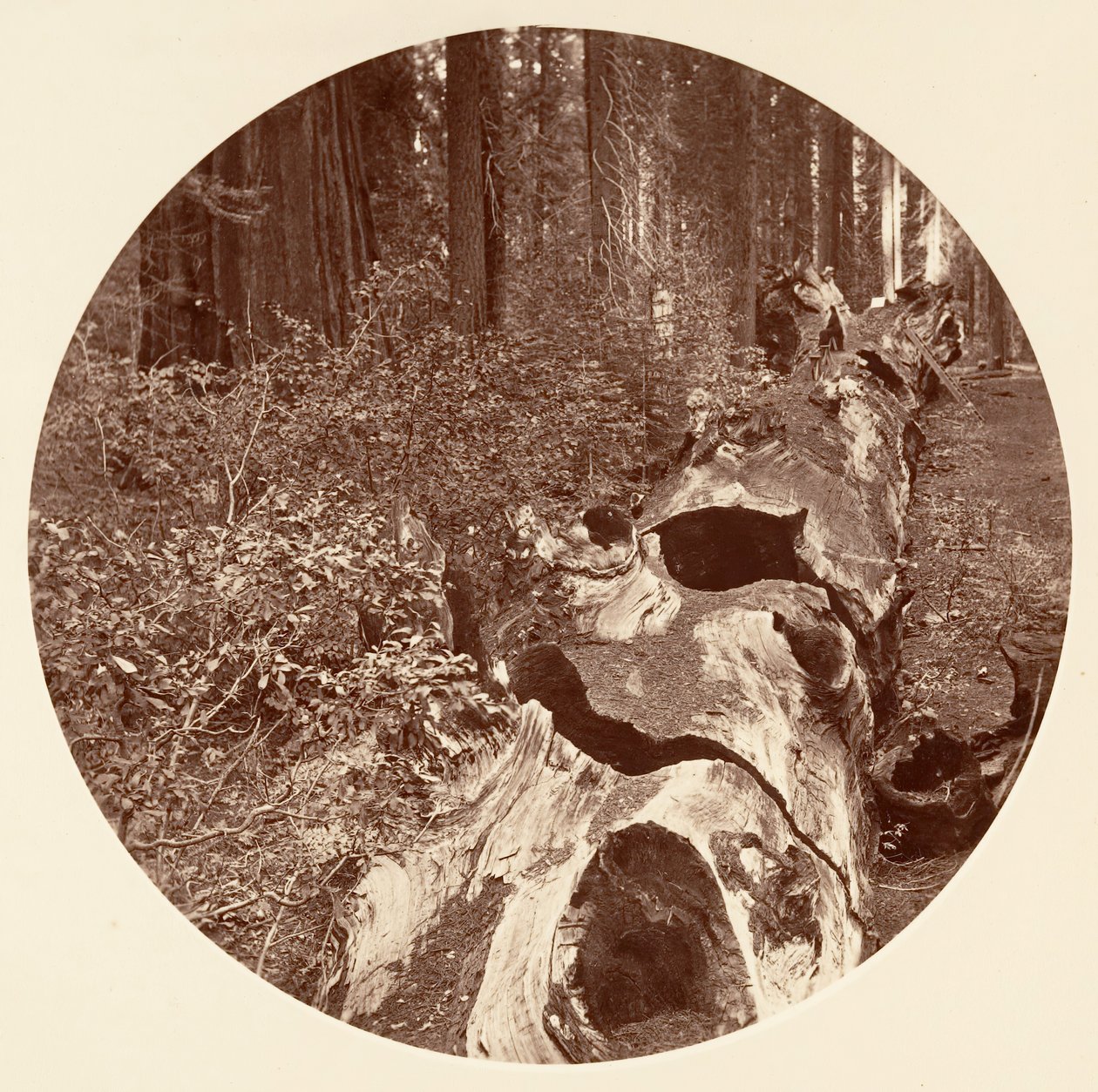 Auld Reckie - C. Grove, ca. 1878. av Carleton Emmons Watkins