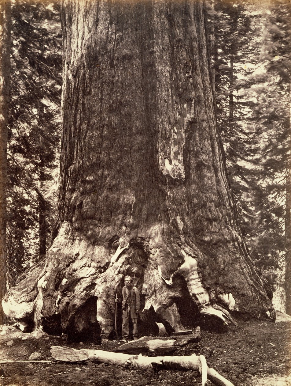 Basen av Grizzly Giant, Giant Sequoia-treet, Yosemite, California, 1868 av Carleton Emmons Watkins