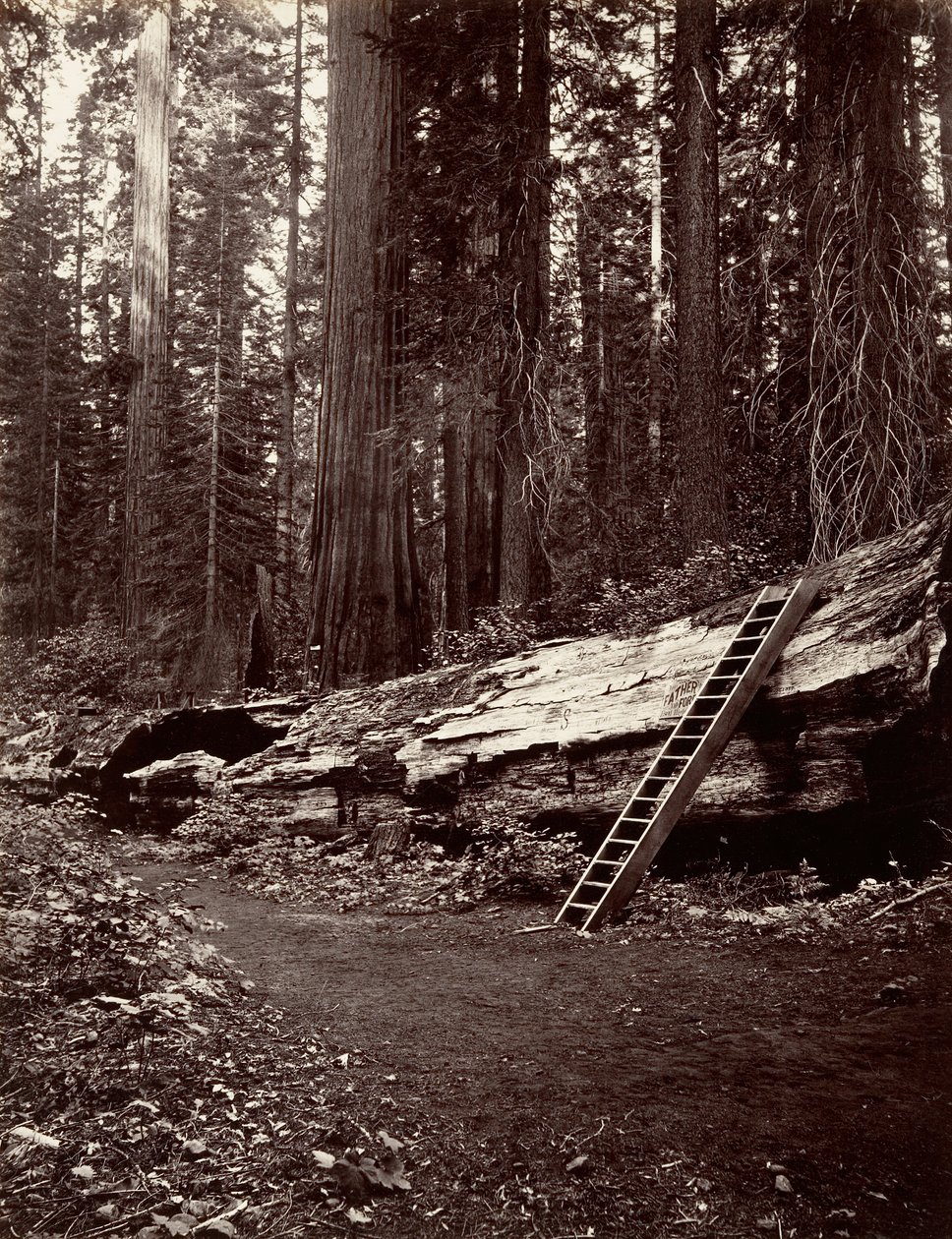 Skogens far, 1865-66, trykt ca. 1876. av Carleton Emmons Watkins