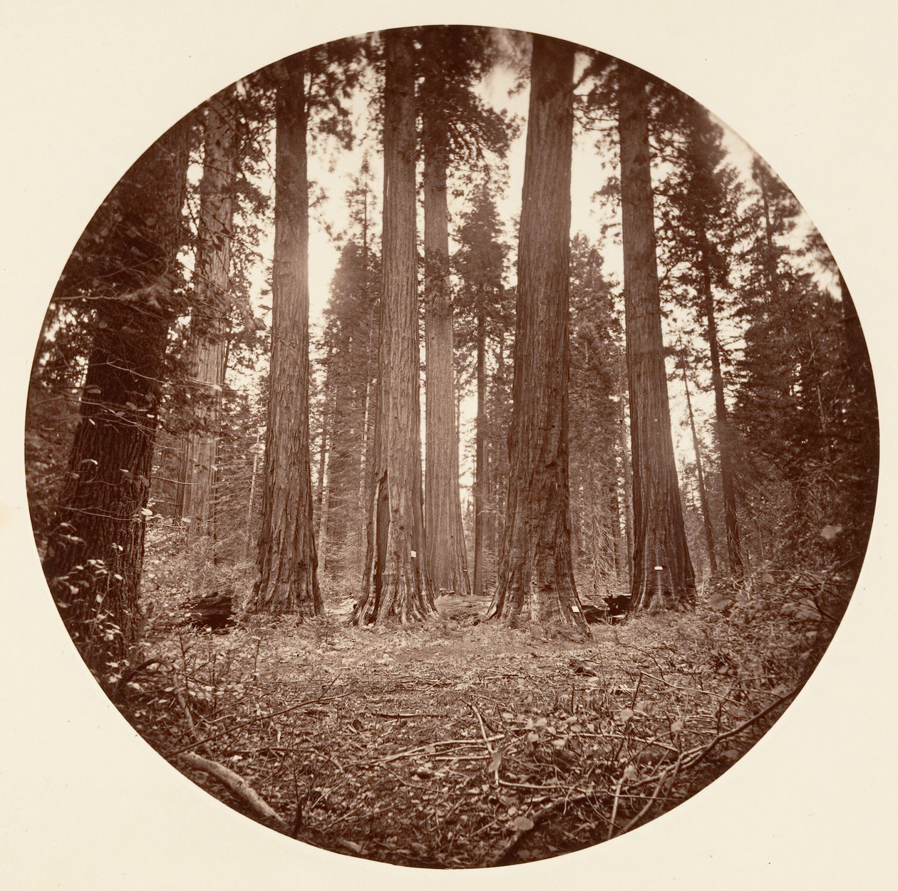 James King of William. Keyston State etc. Calaveras Grove, ca. 1878. av Carleton Emmons Watkins