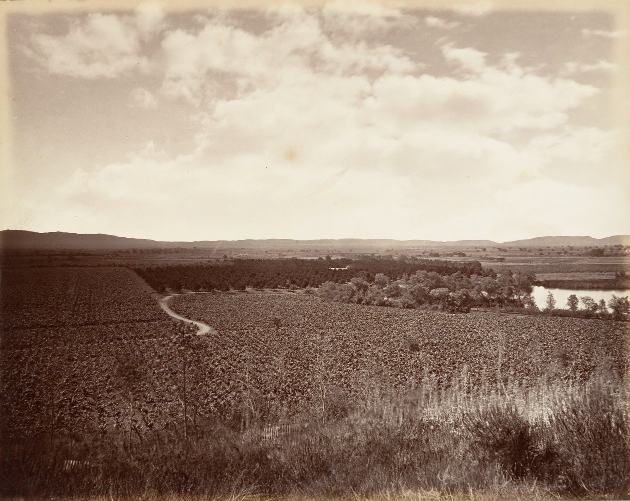 Lake Vineyard and Orange Grove, Los Angeles, 1876, trykt ca. 1876. av Carleton Emmons Watkins