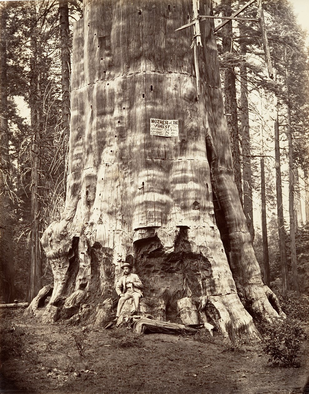 Skogens mor, 1865-66, trykt ca. 1876. av Carleton Emmons Watkins