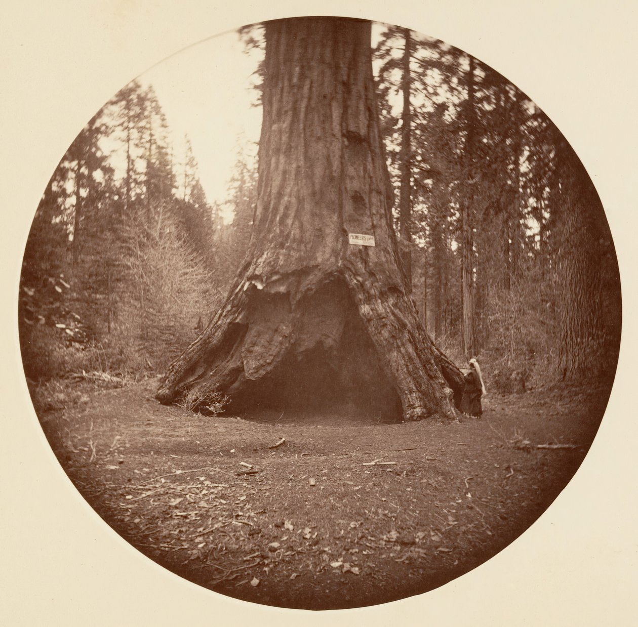 Pioneers Cabin - Calaveras Grove, ca. 1878. av Carleton Emmons Watkins