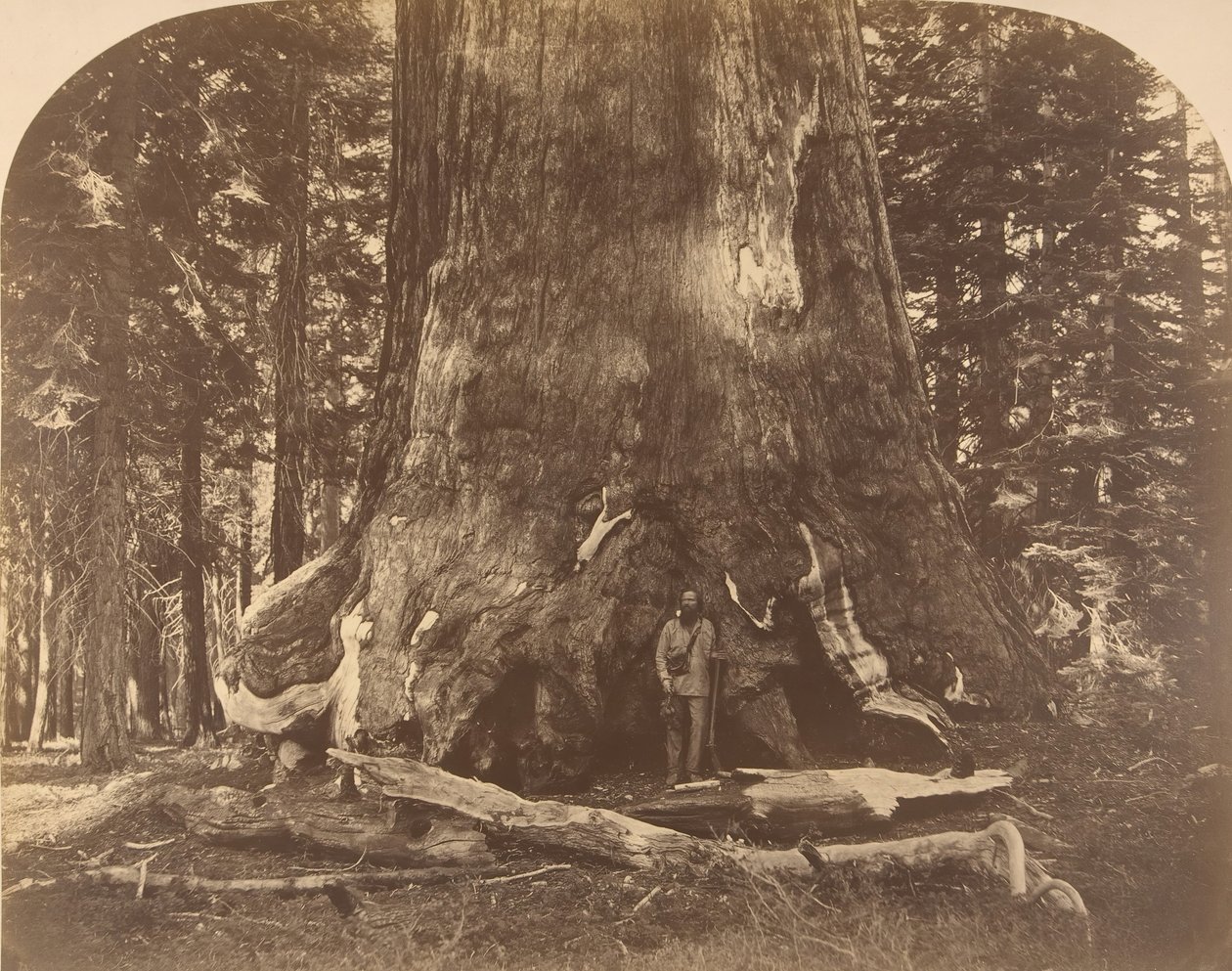 Seksjon av Grisly Giant, Mariposa Grove, 1861. av Carleton Emmons Watkins