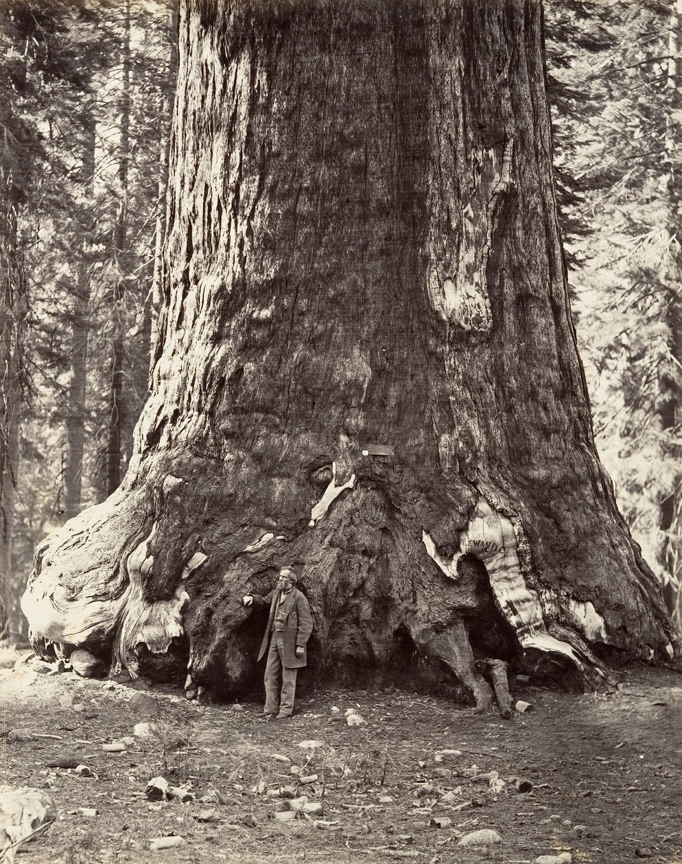 Seksjon av Grizzly Giant, 101 fot omkrets, 1865-66, trykt ca. 1876. av Carleton Emmons Watkins