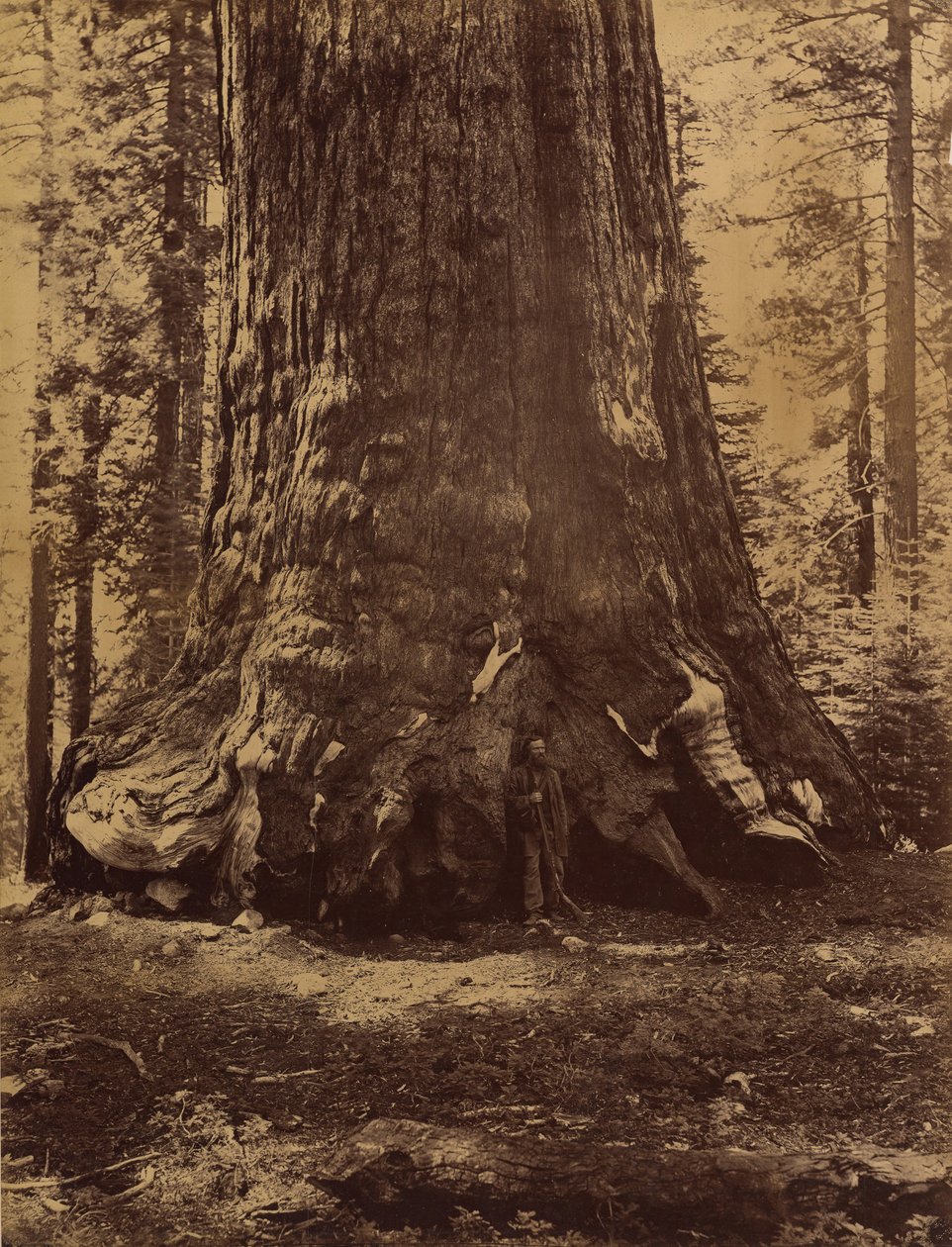 Seksjon av Grizzly Giant med Galen Clark, Mariposa Grove, Yosemite, 1865-66. av Carleton Emmons Watkins
