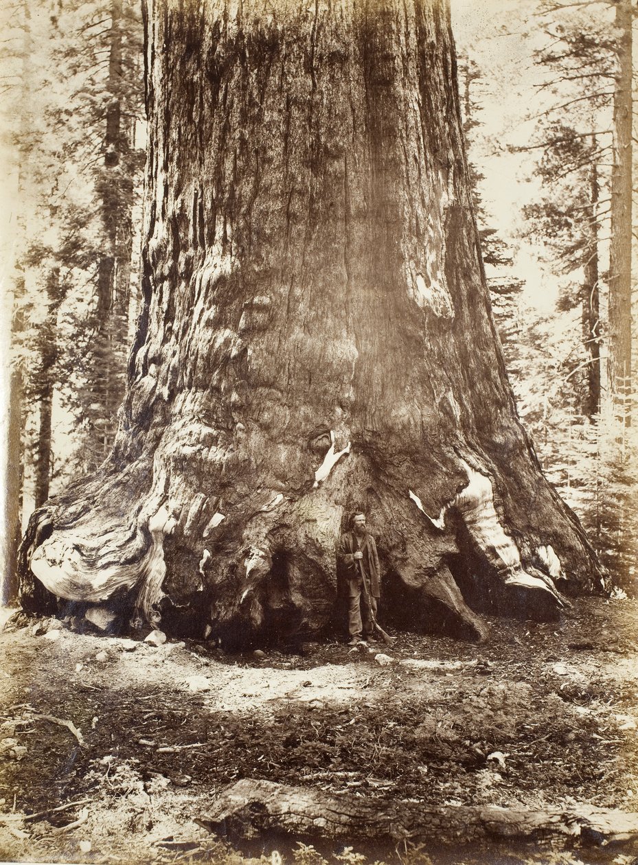 Seksjon av Grizzly Giant med Galen Clark, Mariposa Grove, Yosemite, 1865-66 av Carleton E. Watkins