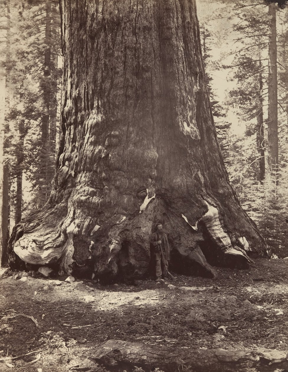 Seksjon av Grizzly Giant med Galen Clark, Mariposa Grove, Yosemite, 1865-66, trykt ca. 1876. av Carleton Emmons Watkins